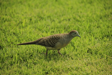 Bird on autumn season lonely