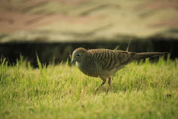 Lonly bird