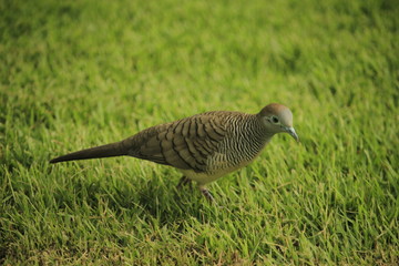 Lonly bird on morning