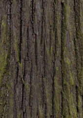 linden - bark texture of an old tree in the forest