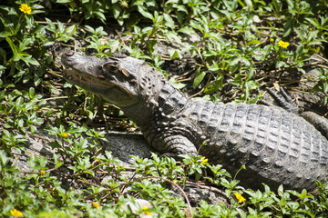 Crocodile  / Freshwater crocodile