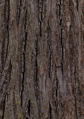 linden - bark texture of an old tree in the forest