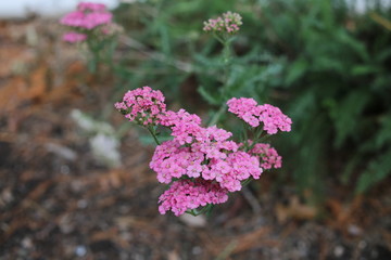 Achillea "Lilac Beauty" Pink and Purple Flower