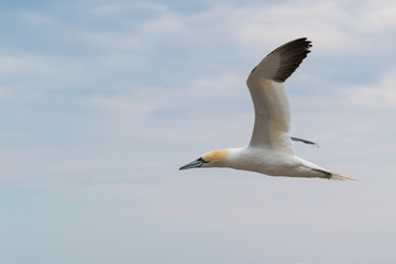 Fototapeta na wymiar Northern Gannet flying in Bonaventure Island, Quebec, Canada