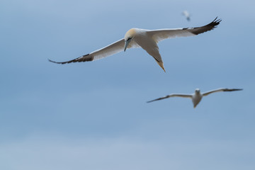 Northern Gannet flying in Bonaventure Island, Quebec, Canada