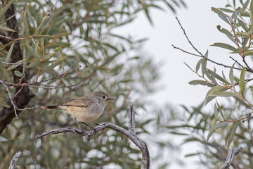 Redthroat (Pyrrholaemus brunneus) Simpson Desert, South Australia, Australia