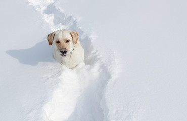 dog labrador on a winter walkr runs through the snow