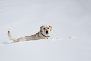 dog labrador on a winter walkr runs through the snow