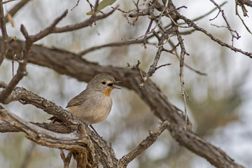 Redthroat (Pyrrholaemus brunneus) Simpson Desert, South Australia, Australia