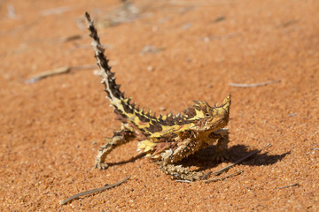 Thorny Devil (Moloch horridus)