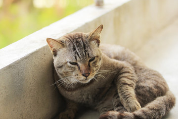 little cat on morning in my plate