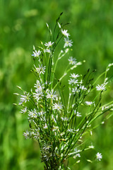 Stellaria Gramineae (lat. Stellaria graminea L.). Wild plants of Siberia