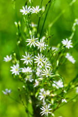 Stellaria Gramineae (lat. Stellaria graminea L.). Wild plants of Siberia