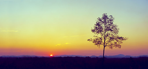 Fototapeta premium Silhouette of a lonely tree