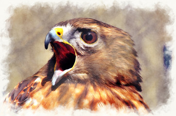 bird,bird of prey,red shouldered hawk,mad