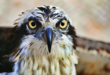 opsrey,eyes,looking at you