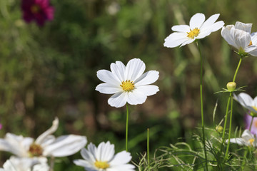 Cosmos bipinnatus - Dwarf sensation