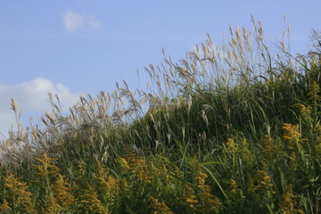 pampas grass