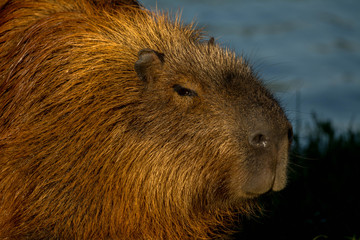 Capybara