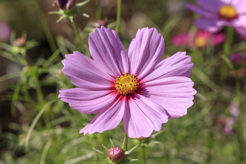 Obraz premium Cosmos bipinnatus - Dwarf sensation