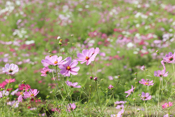 Cosmos bipinnatus - Dwarf sensation