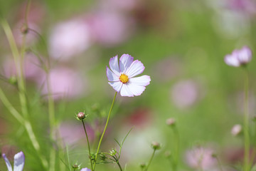 Cosmos bipinnatus - Dwarf sensation