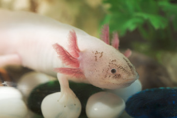 Obraz premium axolotl in an aquarium