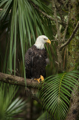 Bald Eagle perched on tree limb