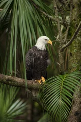 Foto op Plexiglas Bald Eagle perched on tree limb © J.A.
