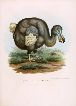 Illustration of birds.