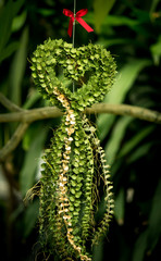 Million Heart(Dischidia ruscifolia Decne. ex Becc.)in the form of heart shaped ornamental plant.