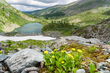 Doronicum altaicum flowers. Altai Republic. Russia