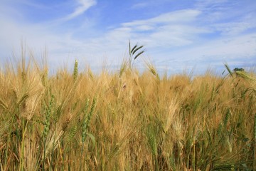 Naklejka premium Summer field