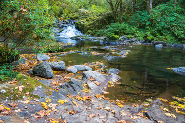 Mountain Stream Waterfall Autumn Landscape with Big Yellow Maple Leaves Strew about Rocks and in Water © dplett