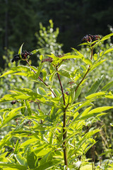 Without cheeses and ripe fruits and green leaves.