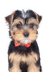 adorable yorkshire terrier puppy wearing bowtie