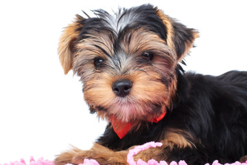 little yorkie puppy laying on a carpet