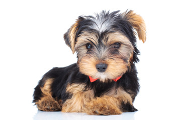 adorable little puppy wearing red bowtie