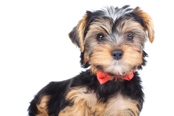 curious little yorkie wearing bowtie is standing