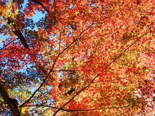 Autumn leaves in Japan