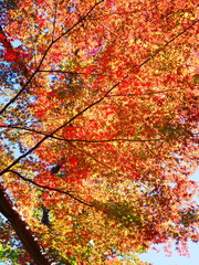 Autumn leaves in Japan