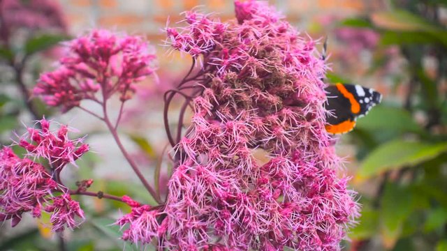 Butterfly with open wings on a pink flower in a garden in Edinburgh