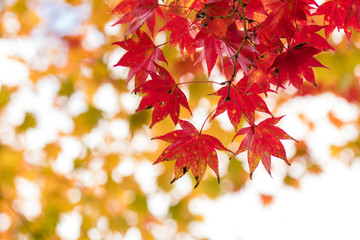 紅葉の風景