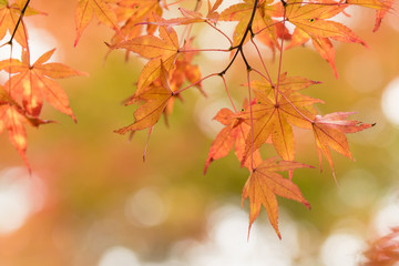 紅葉の風景