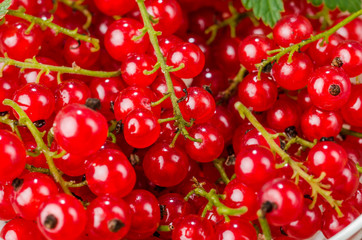 background from red currant/background from red currant. Close up