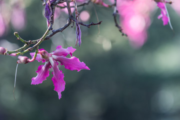Flowers photos, royalty-free images, graphics, vectors & videos | Adobe