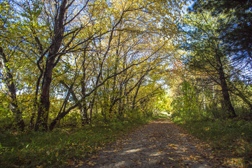 Fototapeta na wymiar The avenue in autumn forest strewn with leaves.