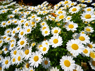 Field of white   marguerite daisy on sun shine