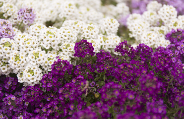 Purple and white summer flower fields. Floral blur background.