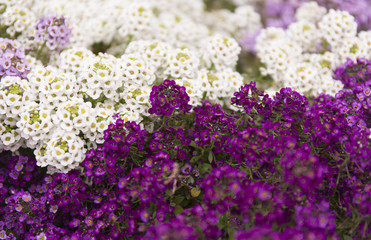 Obraz premium Purple and white summer flower fields. Floral blur background.